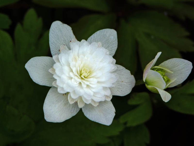 Anemone nemorosa 'Vestal'